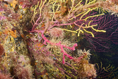 Alcyonium coralloides