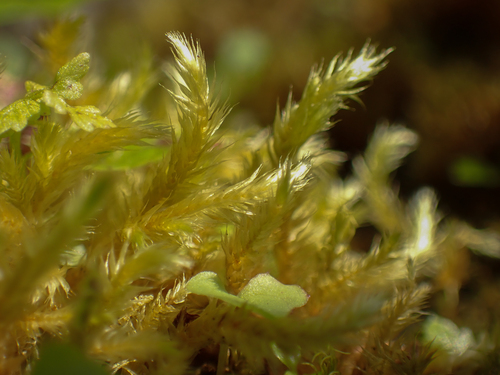 Brachythecium asperrimum observed 2022-07-11