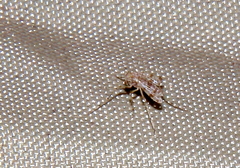 Chaoborus punctipennis