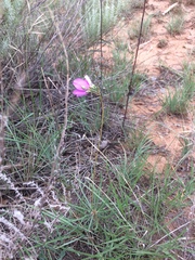 Phemeranthus calycinus