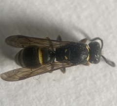 Ancistrocerus trifasciatus