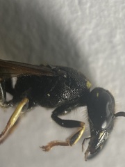 Ancistrocerus trifasciatus