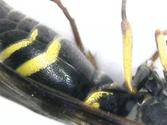 Ancistrocerus trifasciatus
