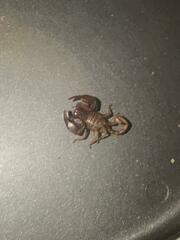 Euscorpius aquilejensis