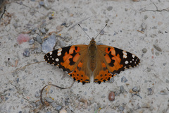 Vanessa cardui