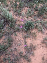 Phemeranthus calycinus