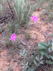 Phemeranthus calycinus