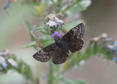 Erynnis lucilius