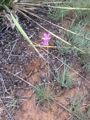 Phemeranthus calycinus