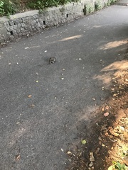 Coturnix