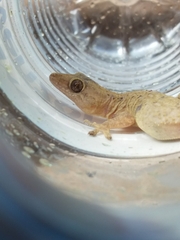 Hemidactylus angulatus