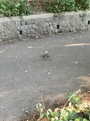 Coturnix