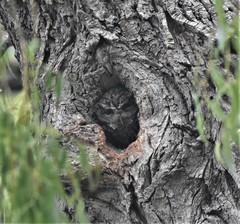 Megascops trichopsis