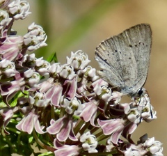 Satyrium sylvinus dryope