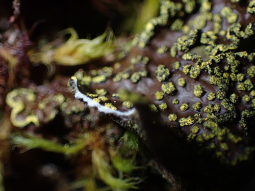Pseudocyphellaria citrina