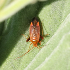 Adelphocoris ticinensis
