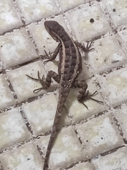 Sceloporus variabilis