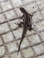 Sceloporus variabilis