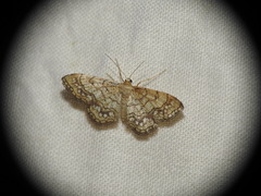 Idaea moniliata