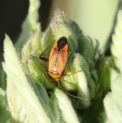 Adelphocoris ticinensis
