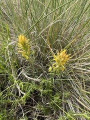 Castilleja flava