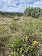 Castilleja flava
