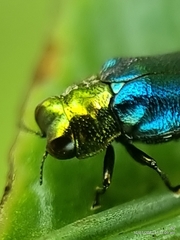 Endelus cupido