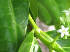 Camponotus hannani