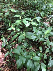 Ditrysinia fruticosa