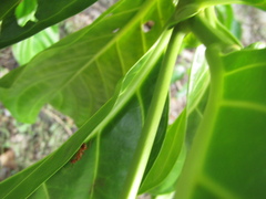 Camponotus hannani