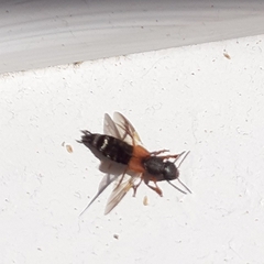 Platydracus stercorarius