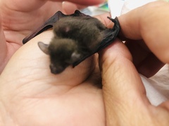 Pipistrellus abramus