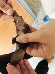 Pipistrellus abramus