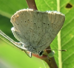 Satyrium sylvinus dryope