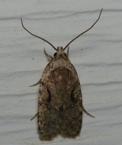 Curved-lined Agonopterix Moth photo 4