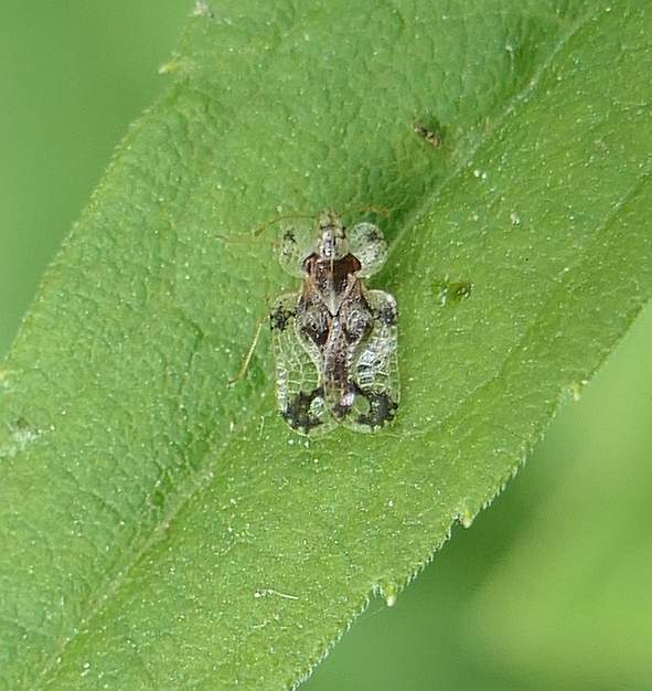 Corythucha heidemanni