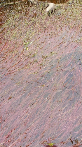 Bulbous rush (Juncus bulbosus)