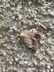 Epipaschia superatalis