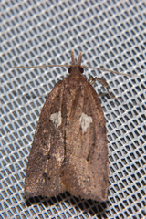 Planotortrix excessana