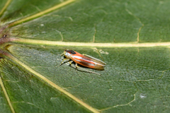 Alebra albostriella