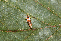 Alebra albostriella