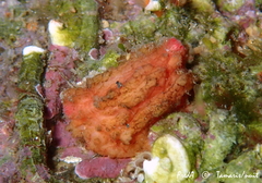 Pyura dura