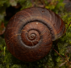 Tasmaphena sinclairi