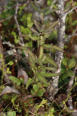 Pedicularis lapponica