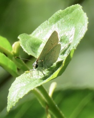 Satyrium sylvinus dryope