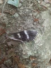 Catocala sponsa