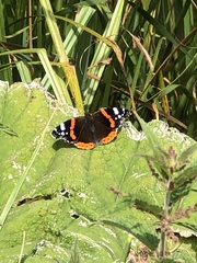 Vanessa atalanta