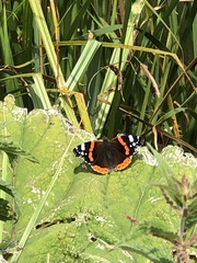 Vanessa atalanta
