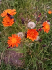 Pilosella aurantiaca
