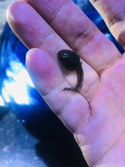 Fejervarya cancrivora